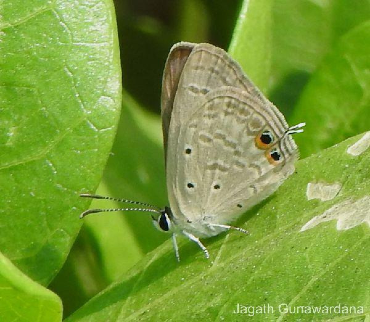 Euchrysops cnejus Fabricius, 1798